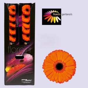 Gerbera Capella Aquabox
