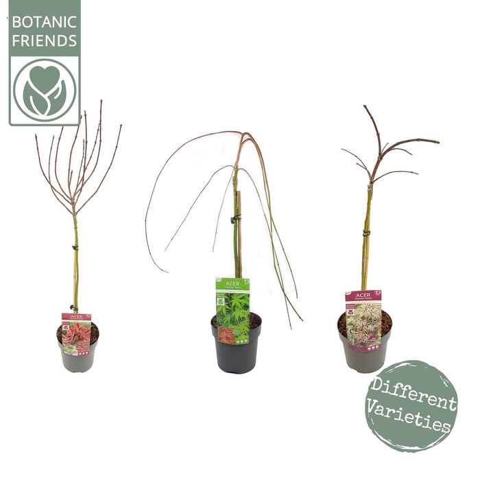 <h4>Acer palmatum</h4>