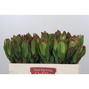 Leucadendron Laurel Yellow