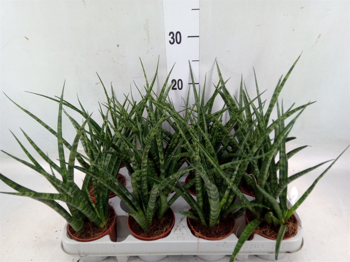 <h4>Sansevieria  'Fernwood'</h4>