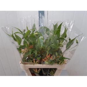 Gloriosa Sparkling Orange