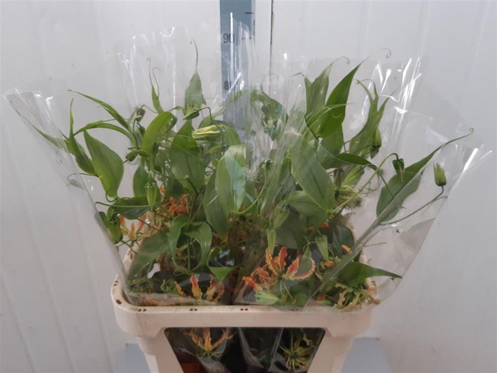 <h4>Gloriosa Sparkling Orange</h4>