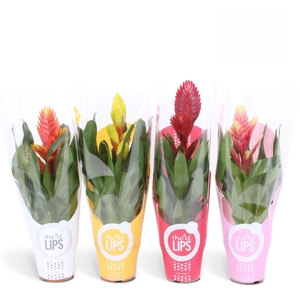 Vriesea Sensation 8 soorten Gemengd MoreLIPS®