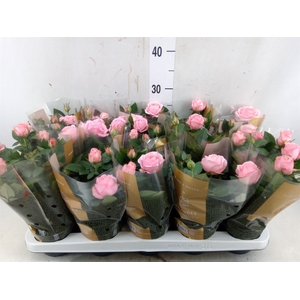 Rosa  'Adele Kordana Grande'