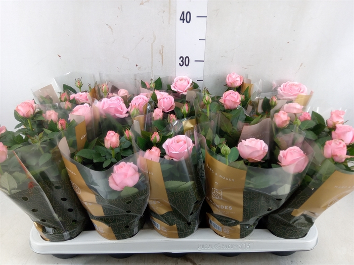<h4>Rosa  'Adele Kordana Grande'</h4>