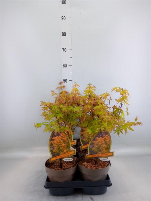 <h4>Acer palmatum</h4>