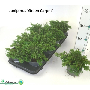 JUNI CO GREEN CARPET