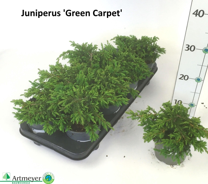 <h4>JUNI CO GREEN CARPET</h4>