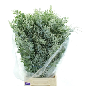 ACACIA BL CL LUNE BS