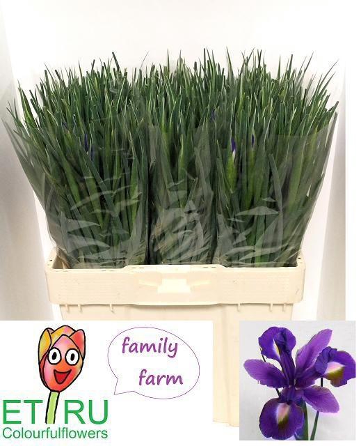 <h4>IRIS BLUE MAGIC</h4>