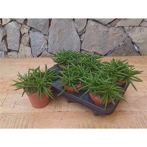 BK 46.2 Peperomia Happy Bean 12cm