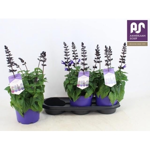 SALVIA LAKE BLUEBERR