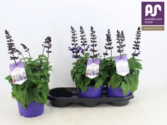 <h4>SALVIA LAKE BLUEBERR</h4>