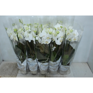 PHALAENOPSIS P12 BRANCO 3 HT