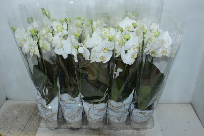 <h4>PHALAENOPSIS P12 BRANCO 3 HT</h4>