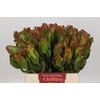 Leucadendron Laurel Yellow