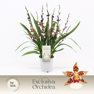 Cambria, Barrocco Bright 7+ spike 'Exclusiva Orchidea'