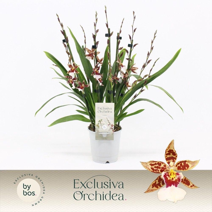 <h4>Cambria, Barrocco Bright 7+ spike 'Exclusiva Orchidea'</h4>