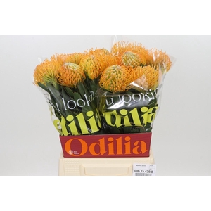 Nutans Soleil