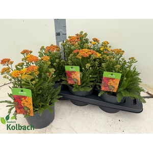 ACHI MILLEFOLIUM