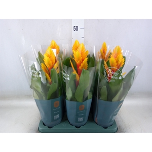 Vriesea  'Intenso Flame'