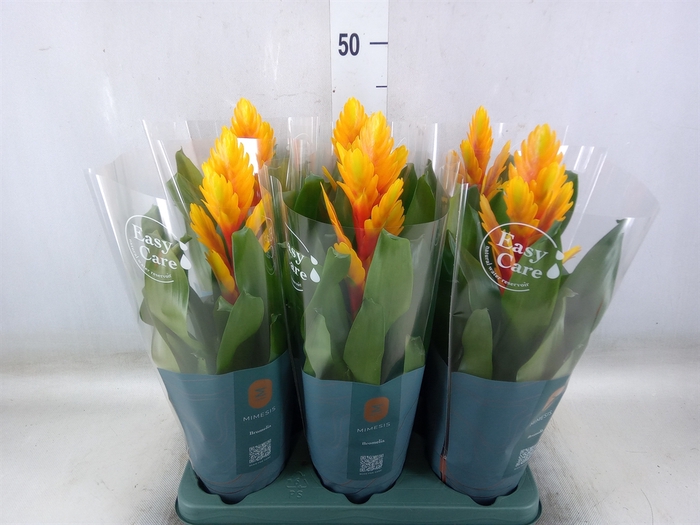<h4>Vriesea  'Intenso Flame'</h4>
