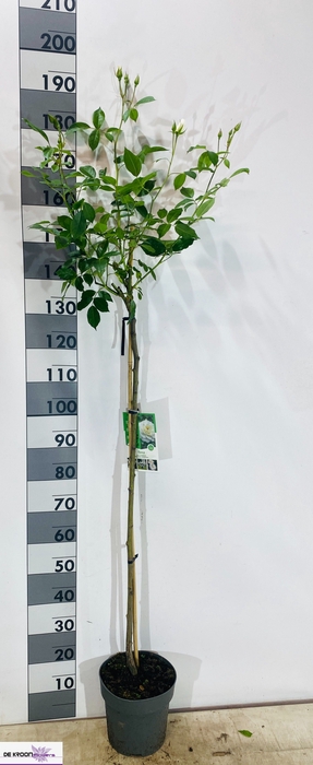 <h4>ROSA ST OV</h4>