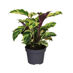 CALATHEA SPECIES P12 YELLOW MIRACLE