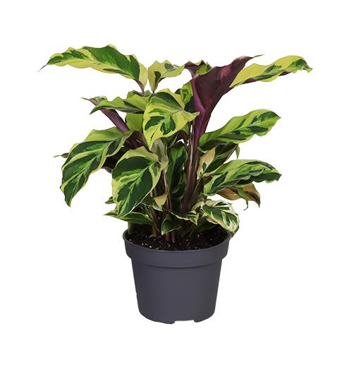 <h4>CALATHEA SPECIES P12 YELLOW MIRACLE</h4>