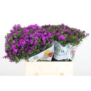 Di Barbatus Aldo Purple Bicolor