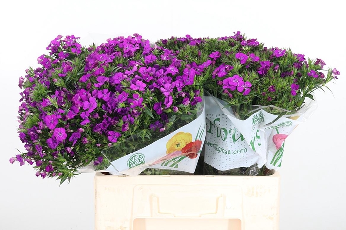 <h4>Di Barbatus Aldo Purple Bicolor</h4>