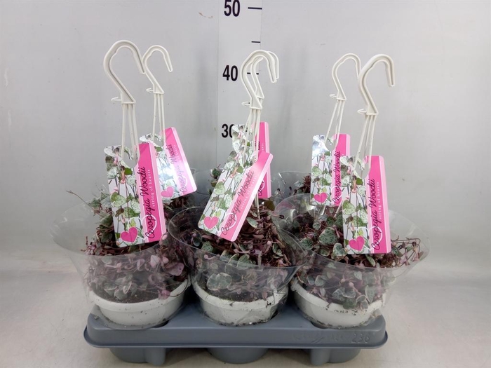 <h4>Ceropegia woodii 'Variegata'</h4>