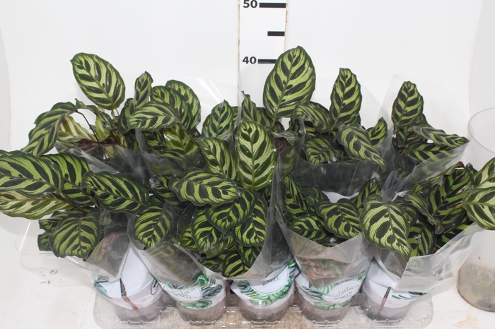 <h4>CALATHEA MAKOYAMA P12</h4>