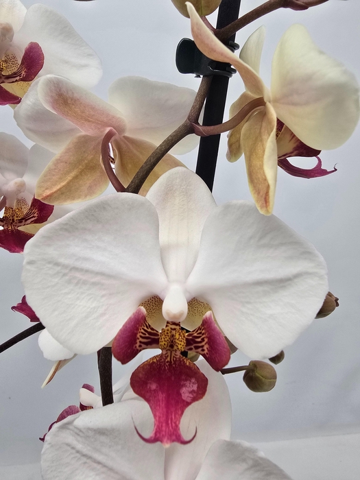 <h4>Limited 53 week 18</h4>