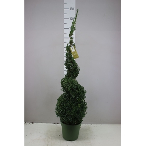 Buxus Semp X Spiraal
