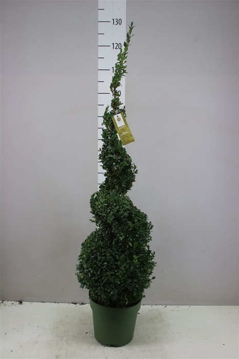 <h4>Buxus Semp X Spiraal</h4>