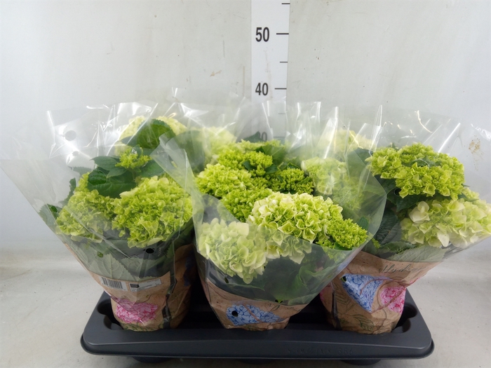 <h4>Hydrangea mac. 'Wudu'</h4>