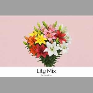 Li La Gem In Fust 4+