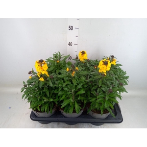 Erysimum  'Fragrant Sunshine'