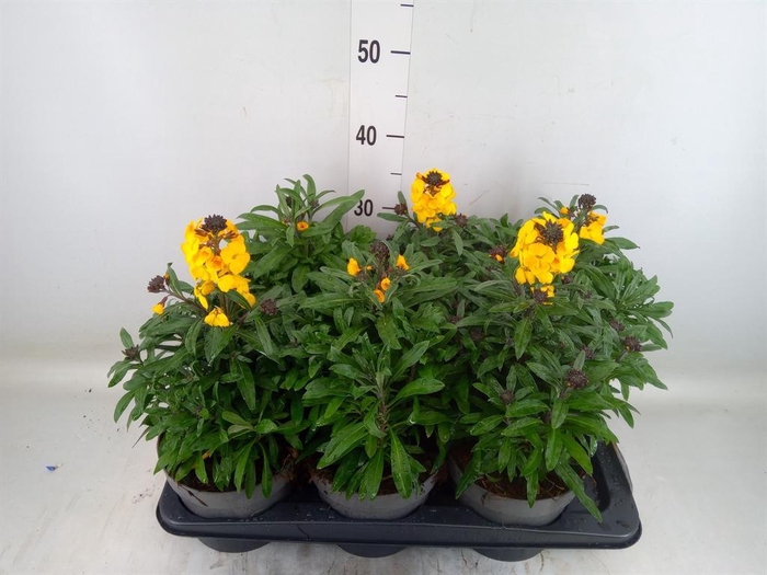 <h4>Erysimum 'Fragrant Sunshine'</h4>