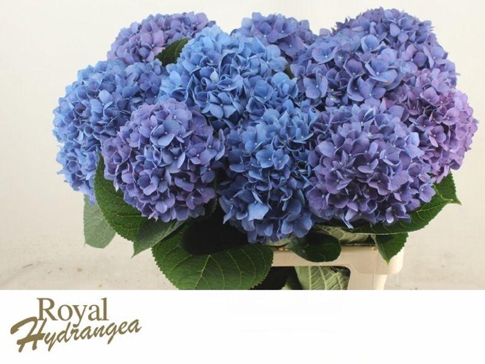 <h4>HYDR M PIMPERNEL</h4>