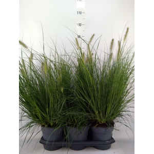 Pennisetum alopec. 'Hameln'