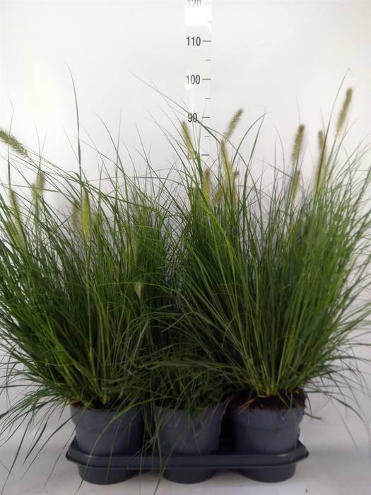 <h4>Pennisetum alopec. 'Hameln'</h4>
