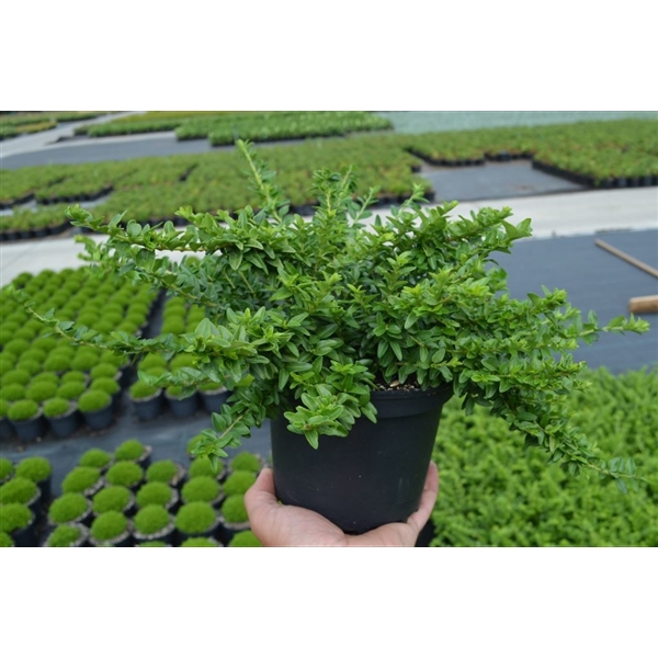 Lonicera nit. 'Maigrün' C2