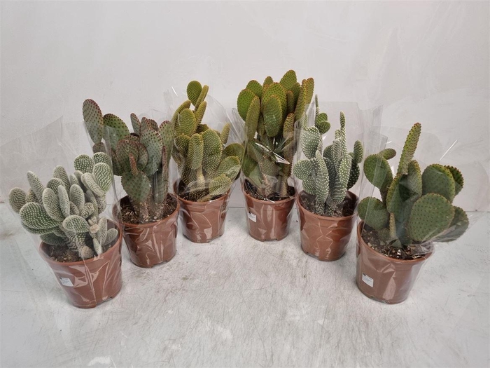 <h4>OPUNTIA MICRODASYS</h4>