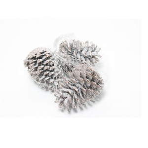 Pine cone Maritima 10-12cm x15