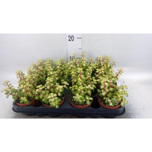 Portulacaria afra 'Variegata'