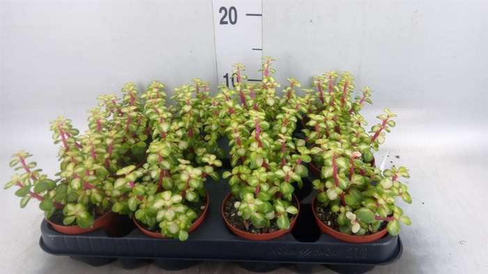 <h4>Portulacaria afra 'Variegata'</h4>
