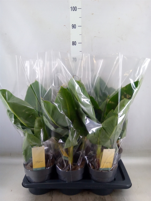 <h4>Musa  'Tropicana'</h4>