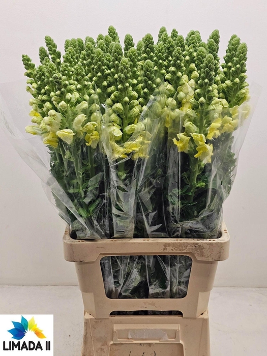 <h4>ANTIR POTO YELLOW</h4>